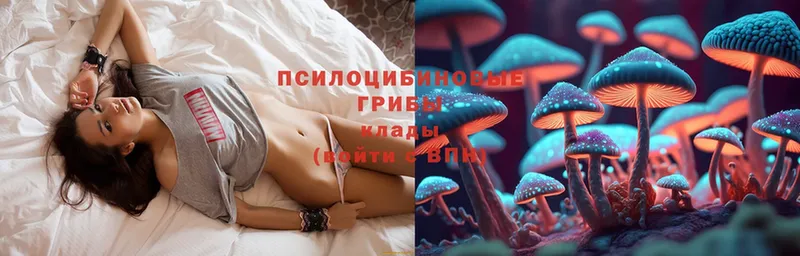 Псилоцибиновые грибы Psilocybe  Искитим 